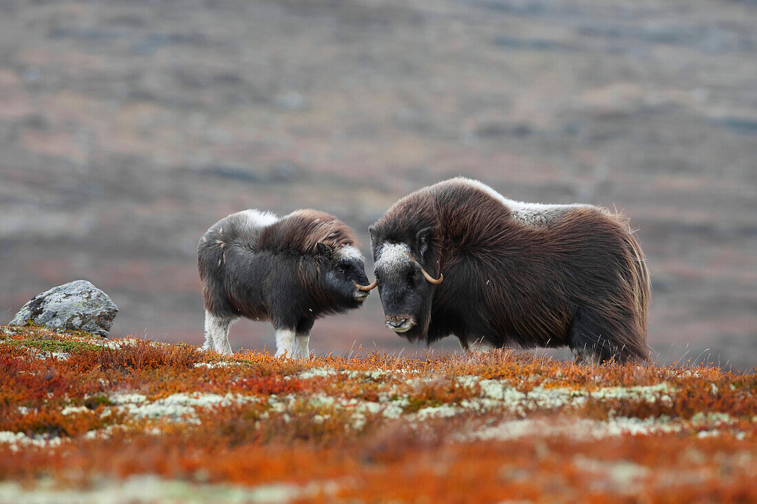 Moschusochsen (Ovibos moschatus), Mutter und Jungtiere, Dovrefjell-Sunndalsfjella-Nationalpark, Norwegen