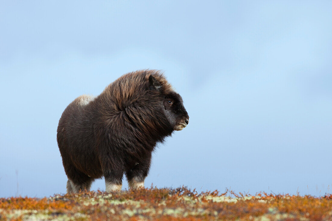 Muskox (Ovibos moschatus), Dovrefjell Sunndalsfjella National Park, Norway