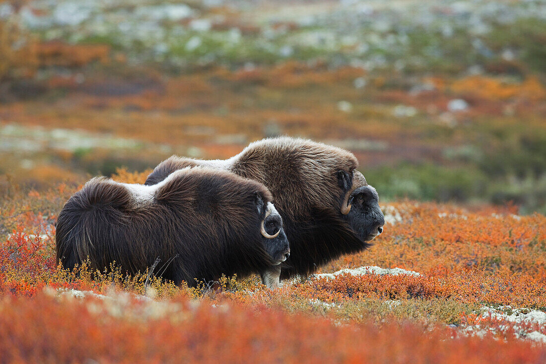 Two Muskoxes (Ovibos moschatus), Dovrefjell Sunndalsfjella National Park, Norway