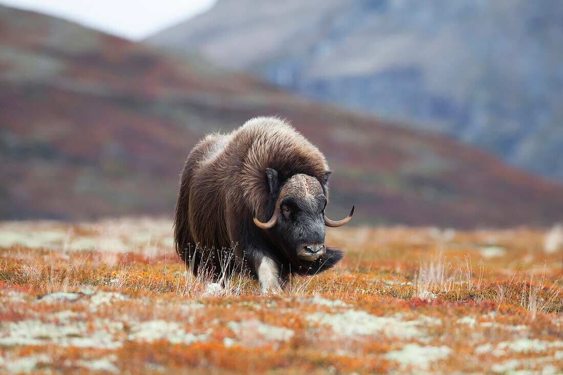 Muskox (Ovibos moschatus), Dovrefjell Sunndalsfjella National Park, Norway