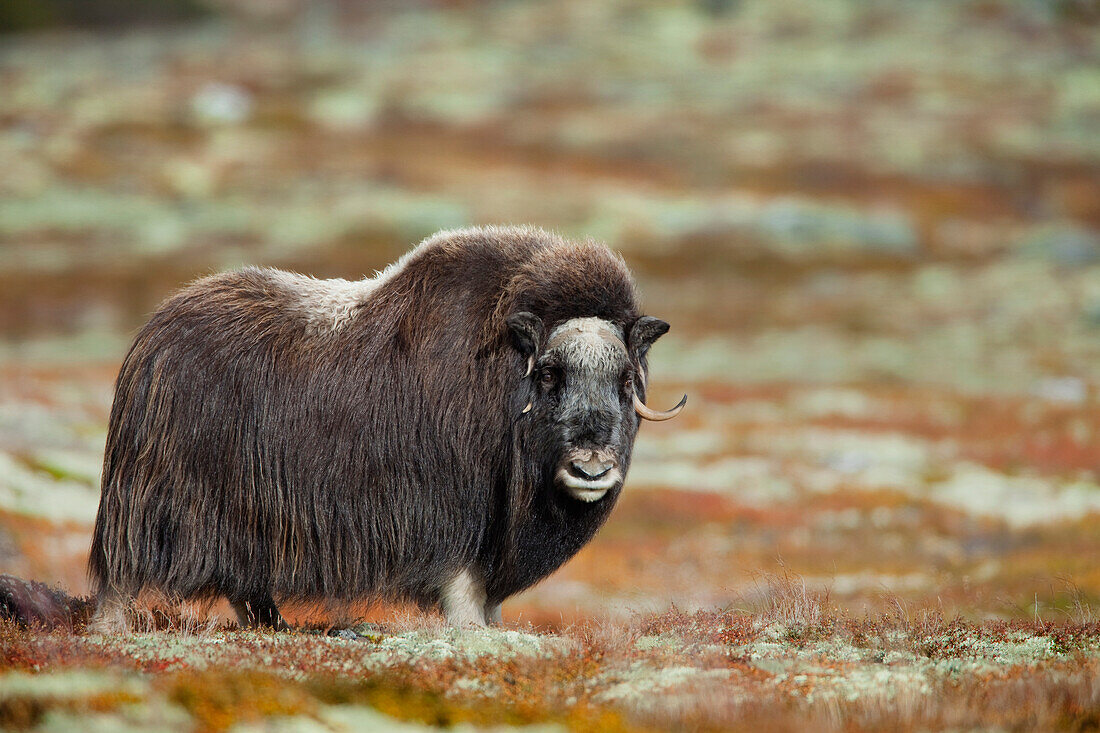 Muskox (Ovibos moschatus), Dovrefjell Sunndalsfjella National Park, Norway