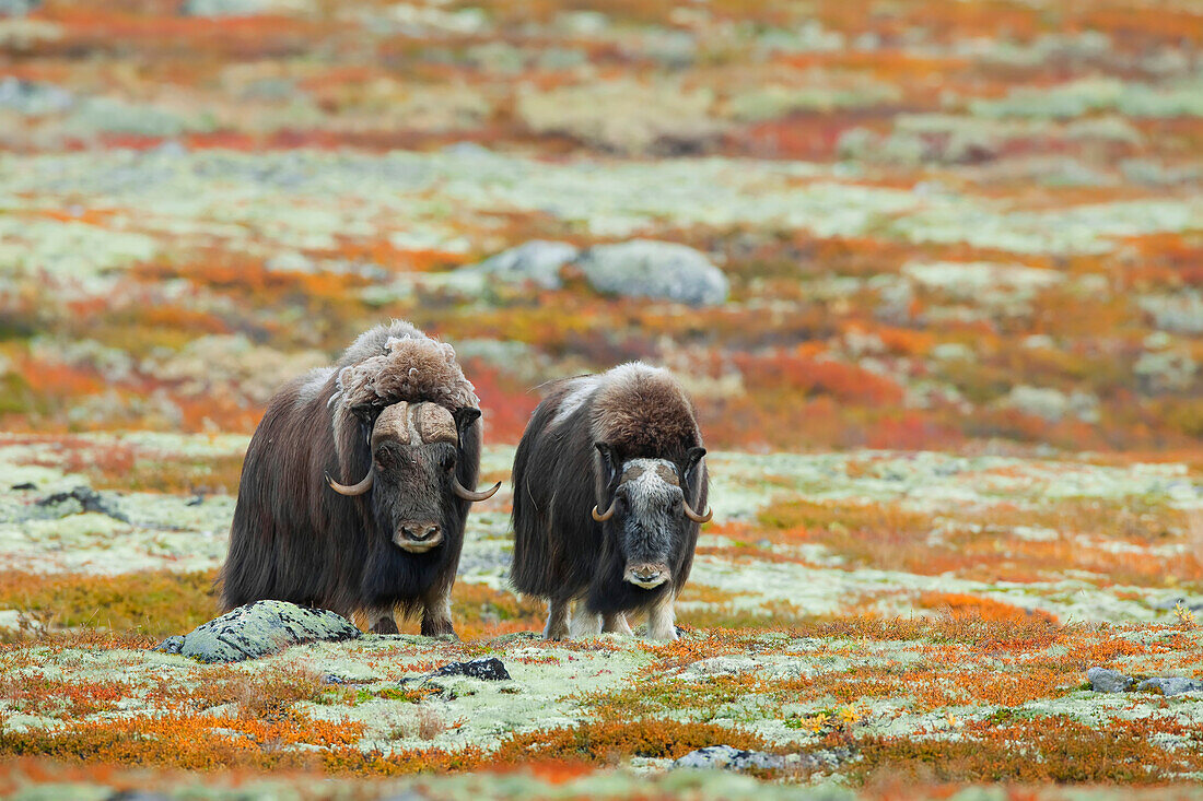 Moschusochse (Ovibos moschatus), Dovrefjell-Sunndalsfjella-Nationalpark, Norwegen