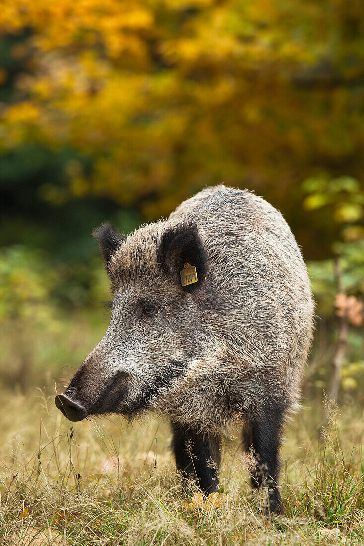 Nahaufnahme eines markierten Wildschweins (Sus scrofa), Deutschland