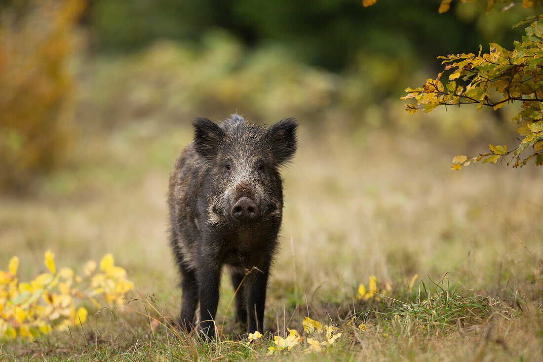 Porträt eines jungen Wildschweins (Sus scrofa), Deutschland