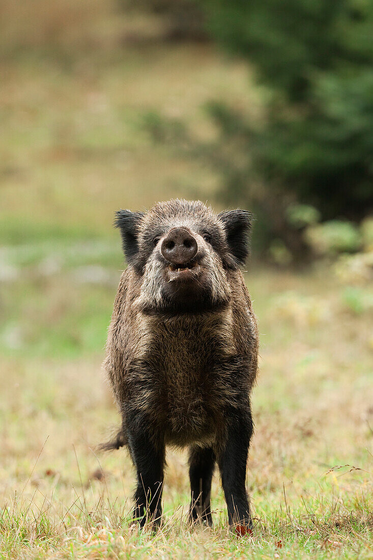 Porträt eines rufenden Wildschweins (Sus scrofa), Deutschland