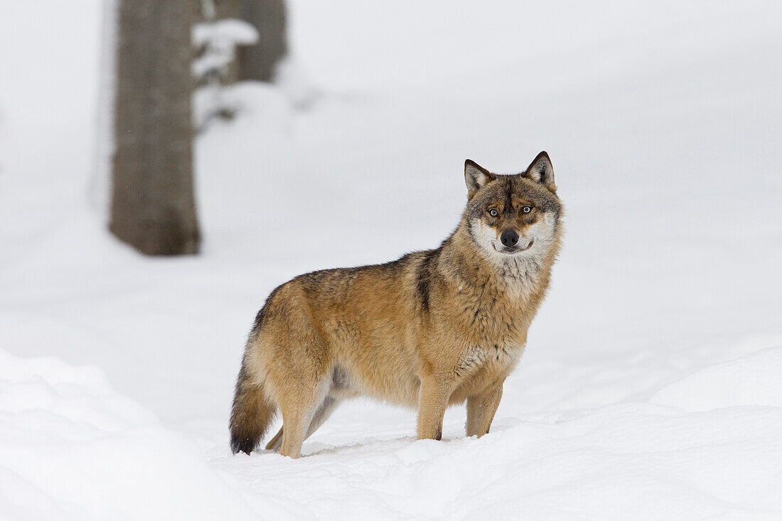 Portrait of Wolf (Canis lupus) in winter, Bavarian Forest National Park, Bavaria, Germany