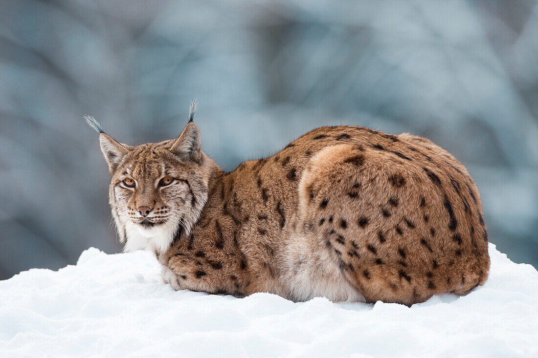 Porträt des Europäischen Luchses (Lynx lynx) im Winter, Nationalpark Bayerischer Wald, Bayern, Deutschland