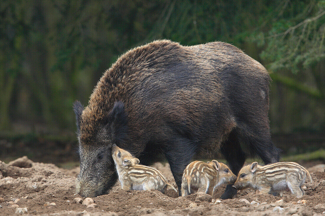 Wild Boars (Sus scrofa), Mother with Young, Germany