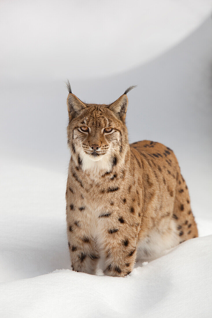 Portrait of European Lynx (Lynx lynx) in winter, Bavarian Forest National Park, Bavarai, Germany