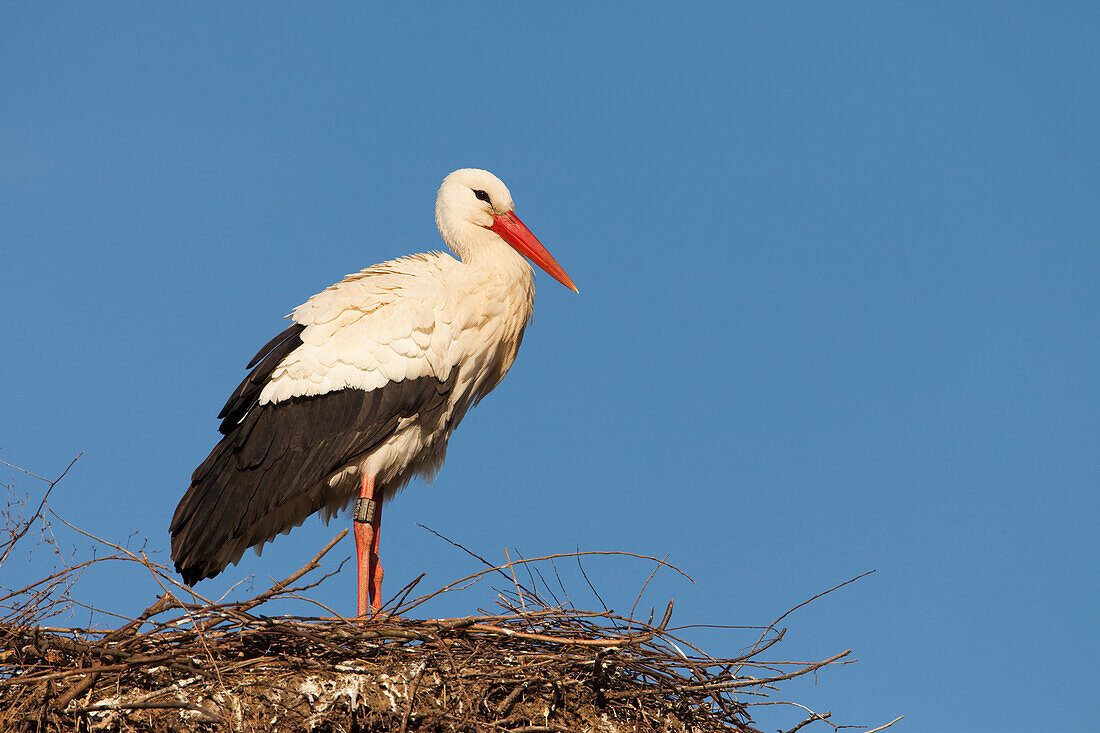 Weißstorch (Ciconia ciconia) auf dem Nest stehend, Deutschland