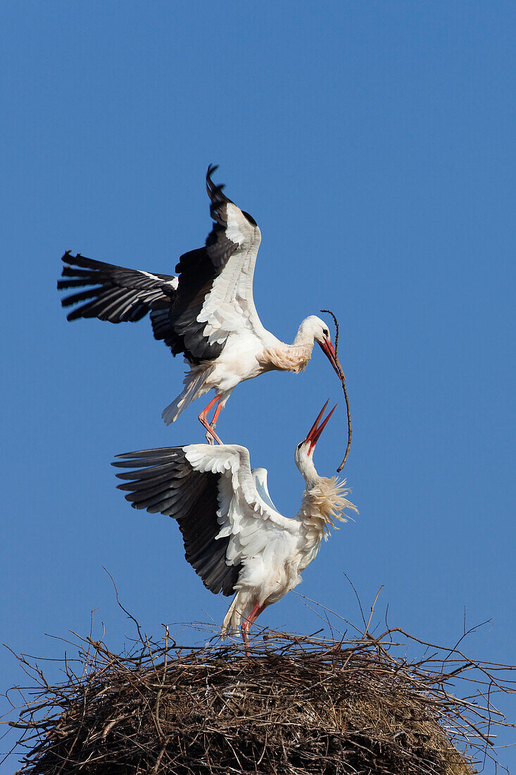 Weißstorch (Ciconia ciconia) beim Nestbau, Deutschland