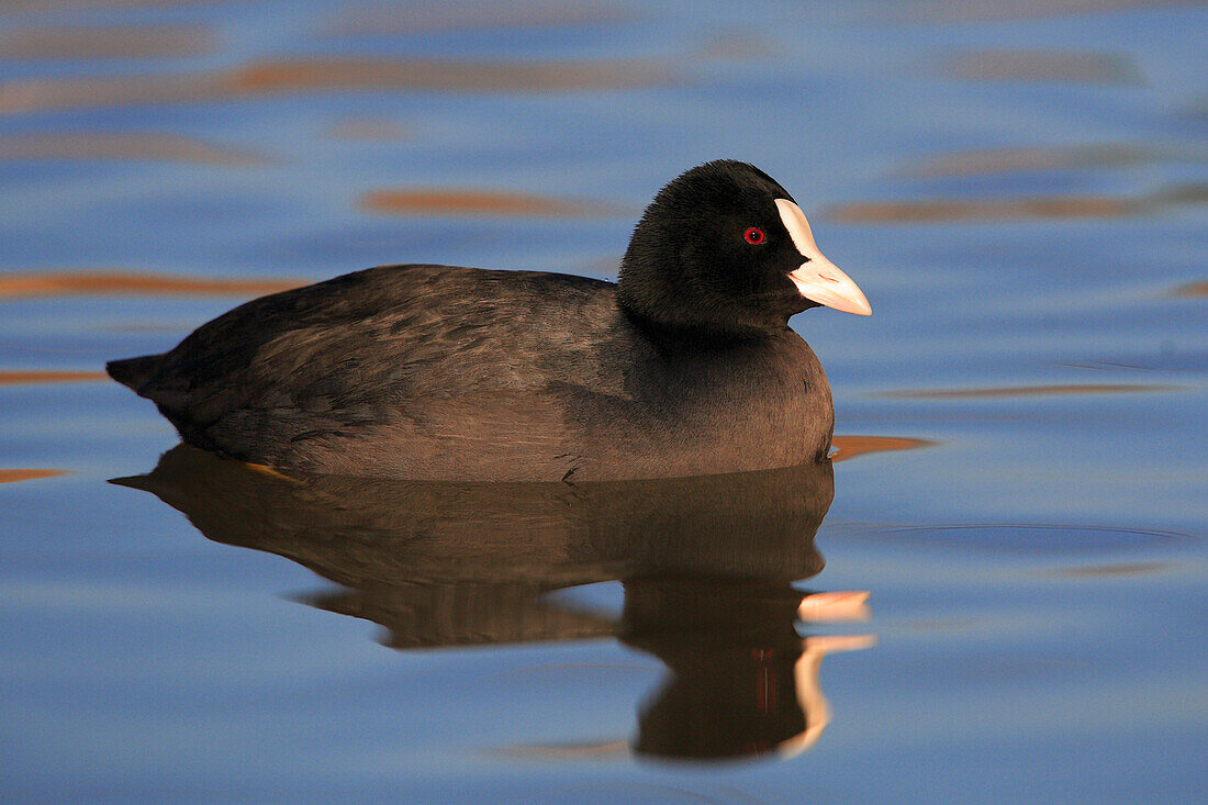 Portrait of Eurasian Coot (Fulica atra) on Water, Germany