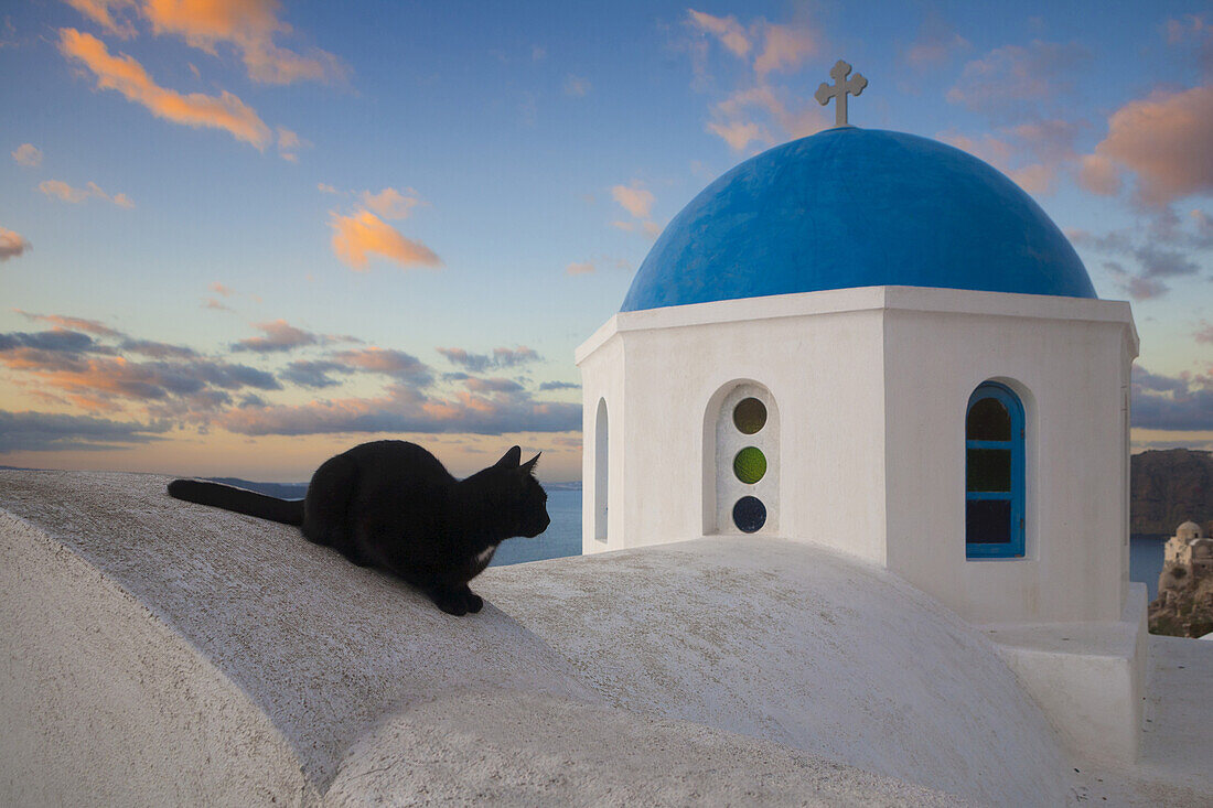 Domestic Cat (Felis catus) on Wall near Church, Oia, Santorini, Greece