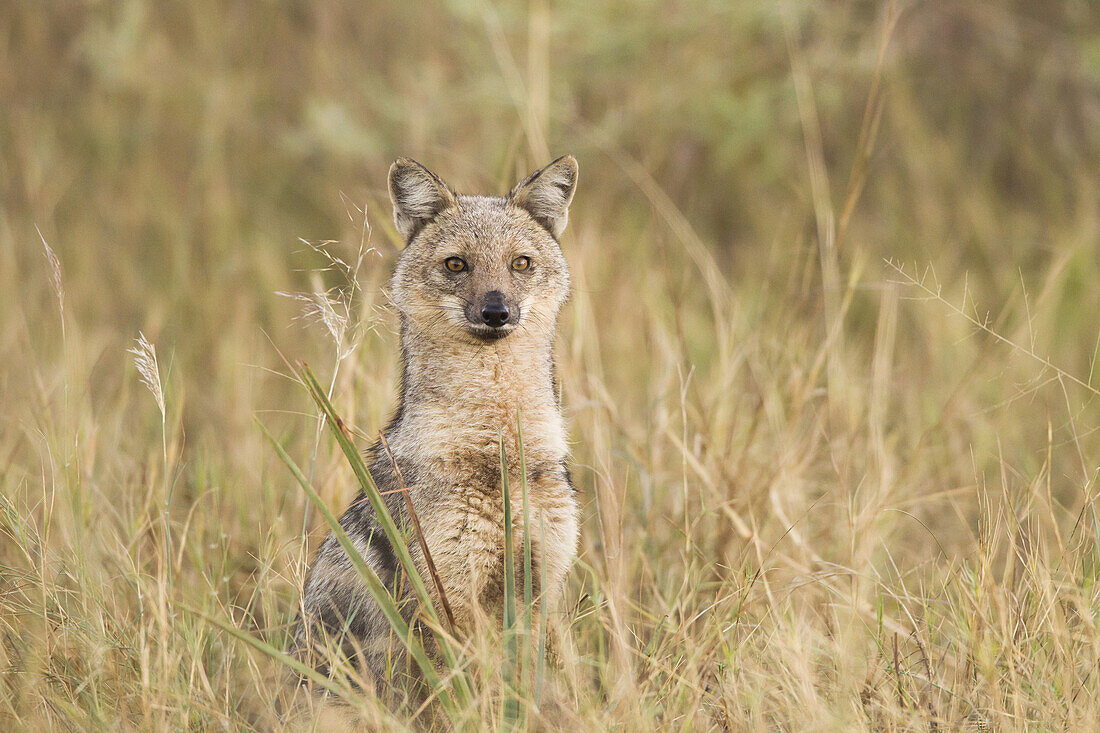 Portrait of a side-striped jackal (Canis adustus) in the Okavango Delta in Botswana, Africa