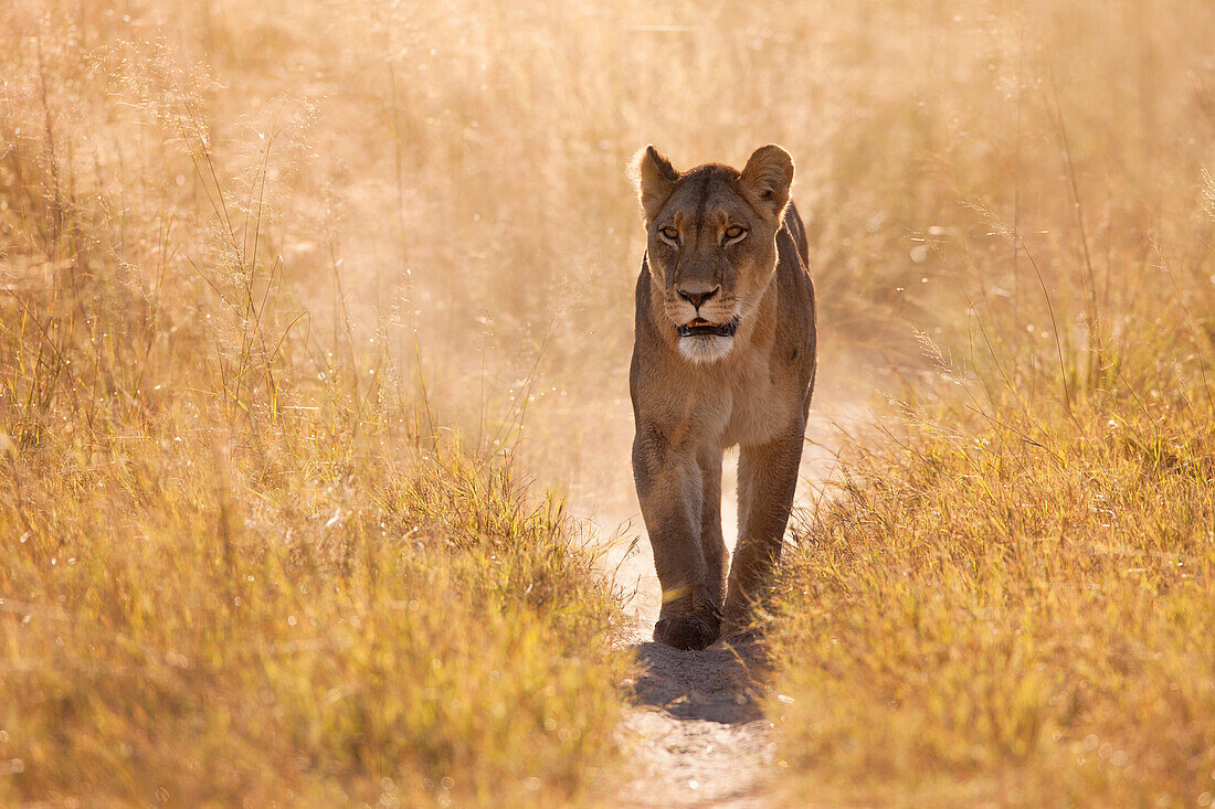 African lioness (Panthera leo) walking through the grassland at the Okavango Delta in Botswana, Africa