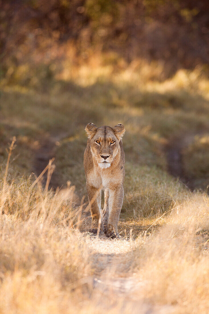 Porträt einer afrikanischen Löwin (Panthera leo), die durch das Grasland im Okavango-Delta in Botswana, Afrika, läuft