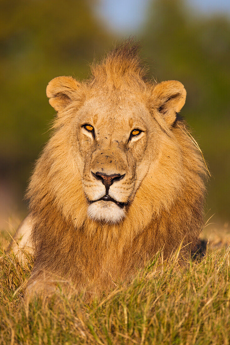 Porträt eines afrikanischen Löwen (Panthera leo), der im Gras liegt und in die Kamera schaut, im Okavango-Delta in Botswana, Afrika