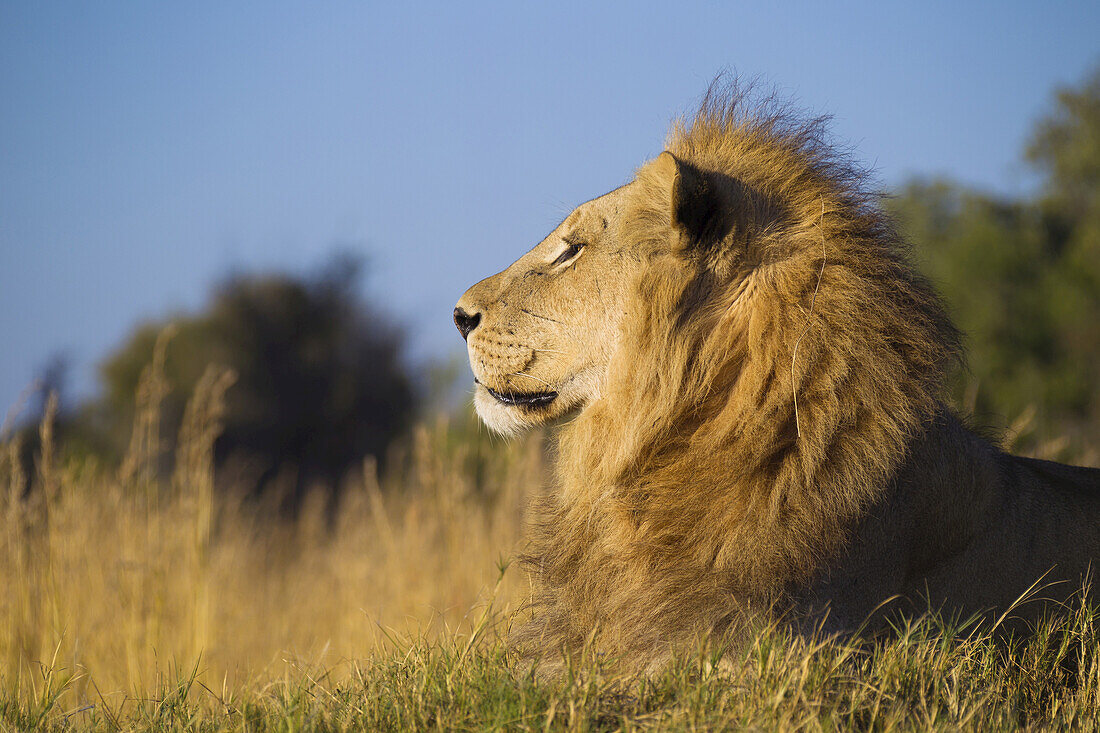 Profile portrait of an African lion (Panthera leo) lying in the grass looking into the distance at Okavango Delta in Botswana, Africa