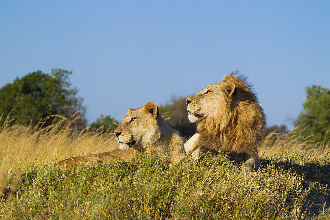 African lion and lioness (Panthera leo) lying in the grass together looking into the distance at Okavango Delta in Botswana, Africa