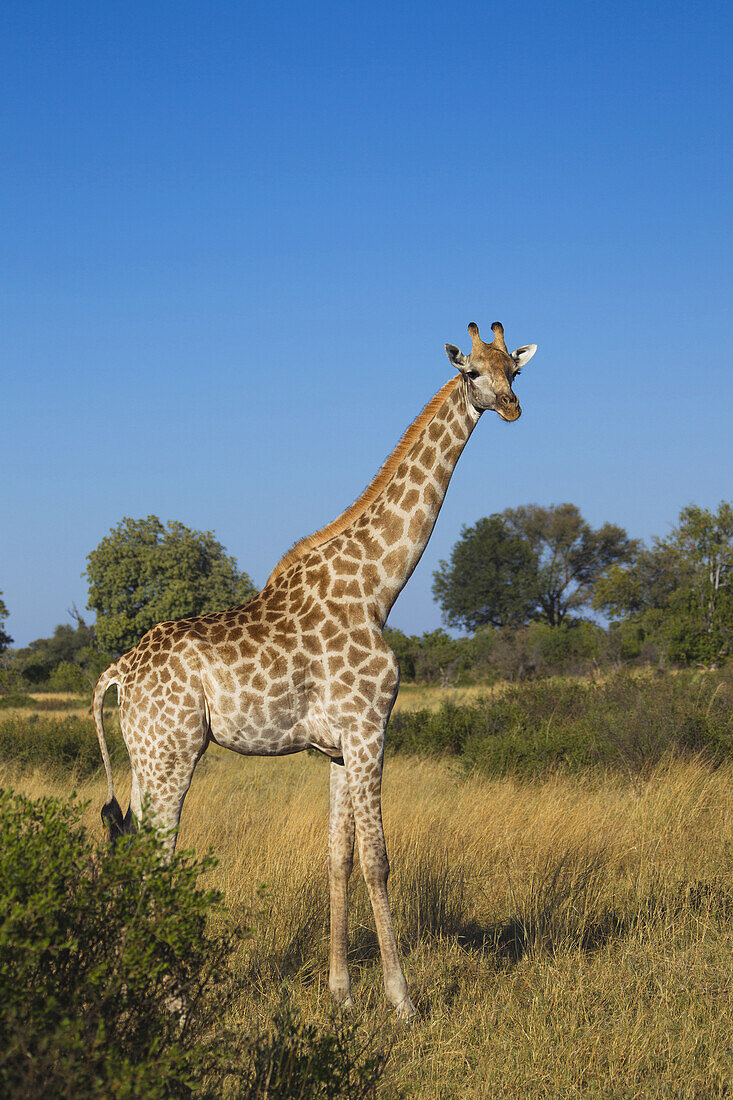 Porträt einer Südlichen Giraffe (Giraffa giraffa), die in einem grasbewachsenen Feld steht und in die Kamera schaut, im Okavango-Delta, Botswana, Afrika