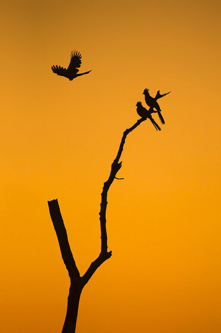 Go-away-birds (Corythaixoides concolor) silhouetted against beautiful sunrise sky in Botswana, Africa.