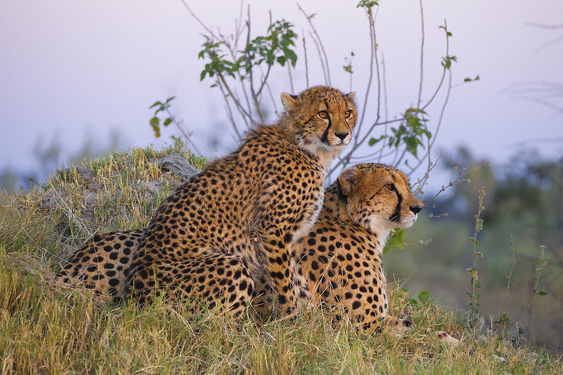 Two Cheetahs (Acinonyx jubatus) sitting in the grass looking into the distance at the Okavango Delta in Botswana, Africa