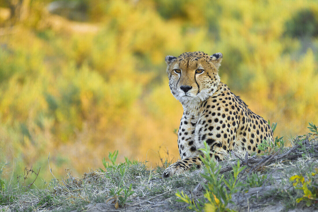Porträt eines Geparden (Acinonyx jubatus), der in die Kamera schaut, im Okavango-Delta in Botswana, Afrika