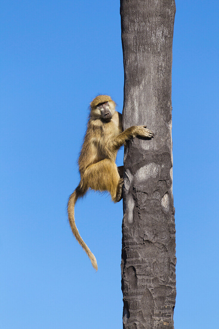 Chacma baboon (Papio ursinus) climbing a palm tree at the Okavango Delta in Botswana, Africa