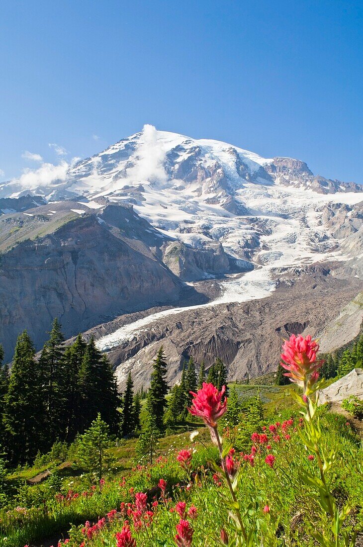 Wildblumen im Mount Rainier National Park, Washington, USA