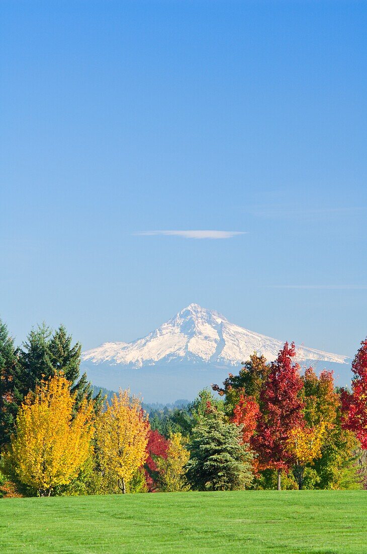 Mount Hood And Autumn Trees, Willamette Valley, Oregon, Usa