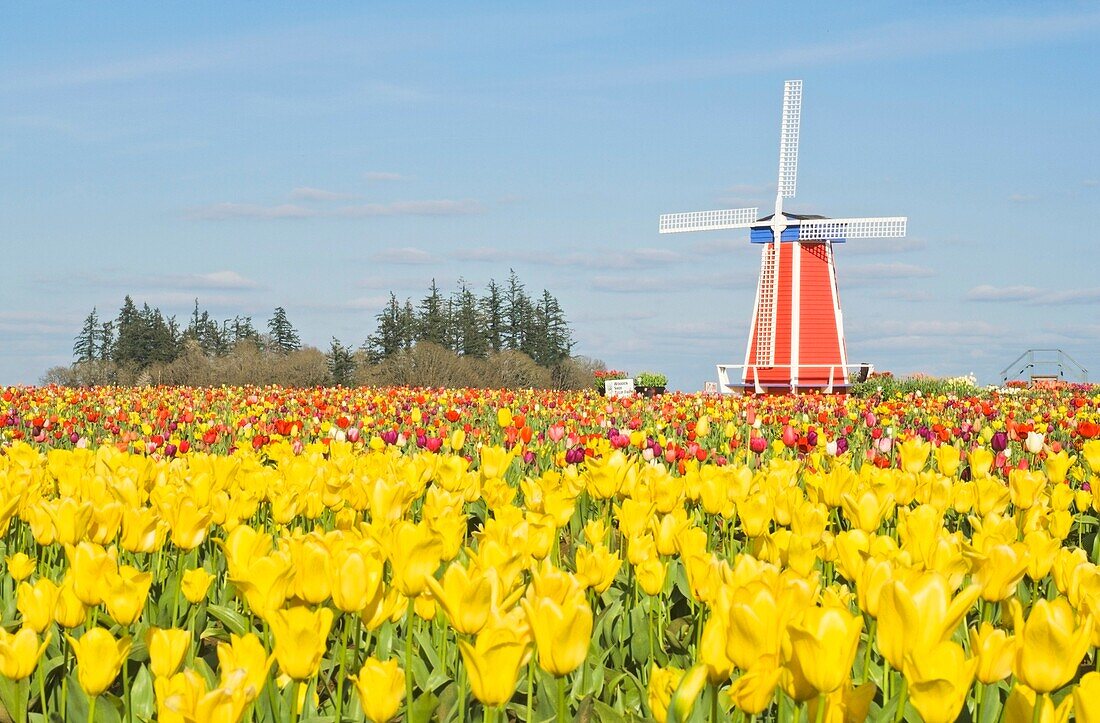 Windmühle und Tulpenfest; Wooden Shoe Tulip Farm, Woodburn, Oregon, USA