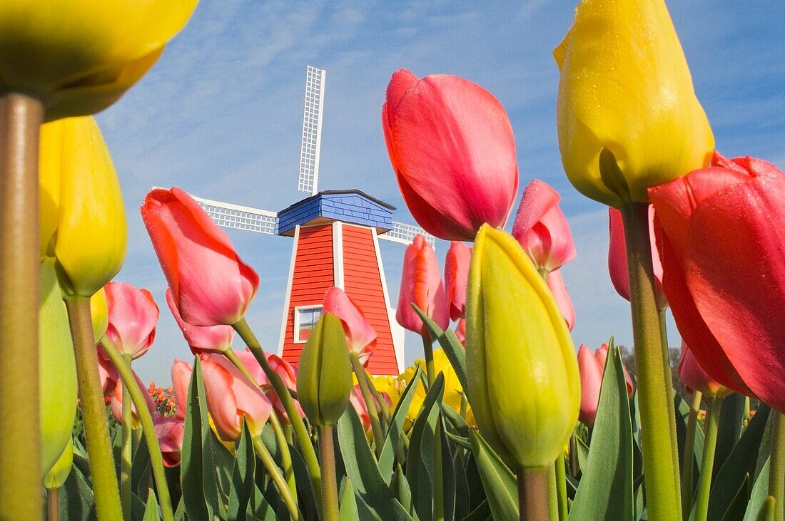 Windmühle und Tulpen auf der Wooden Shoe Tulpenfarm; Woodburn, Oregon, USA