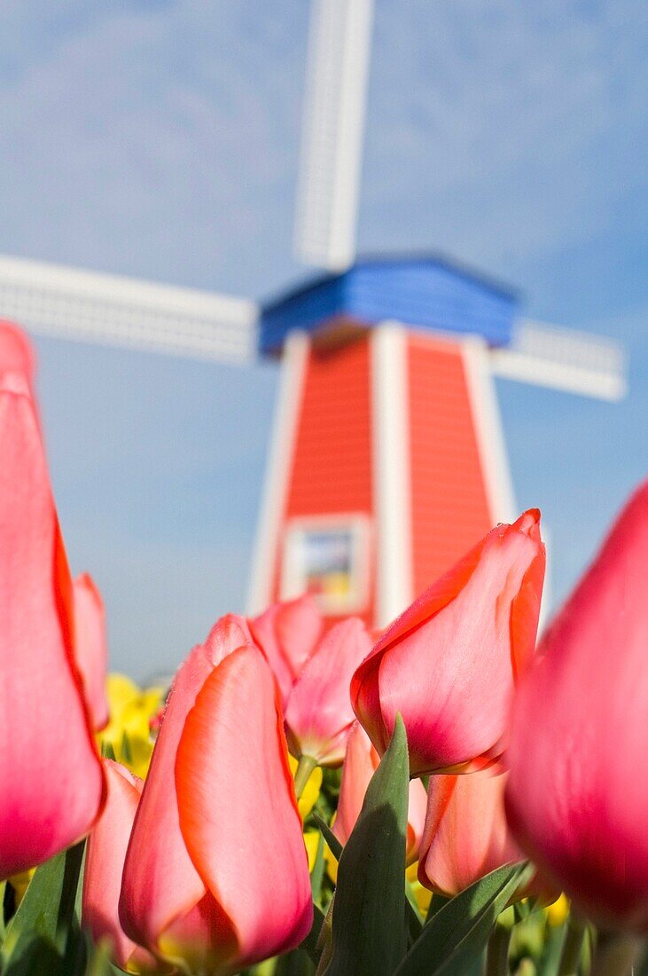 Windmühle und Tulpen auf der Wooden Shoe Tulpenfarm; Woodburn, Oregon, USA