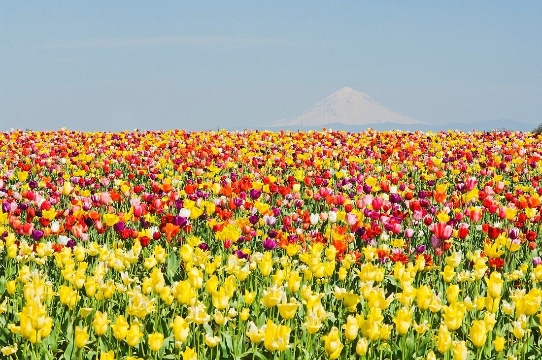 Mt. Hood And Tulips; Wooden Shoe Tulip Farm, Woodburn, Oregon, Usa