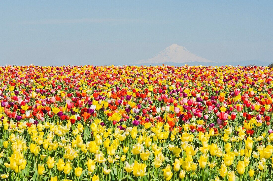 Mt. Hood und Tulpen; Wooden Shoe Tulpenfarm, Woodburn, Oregon, USA