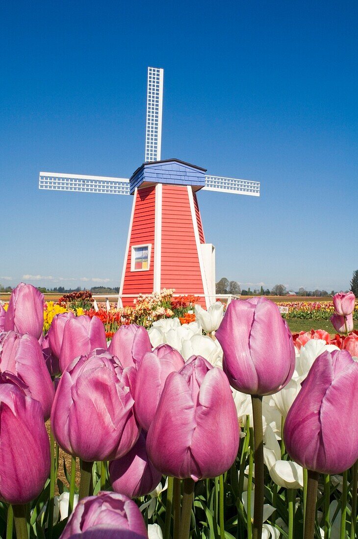 Windmühle auf der Wooden Shoe Tulpenfarm; Willamette Valley, Woodburn, Oregon, USA