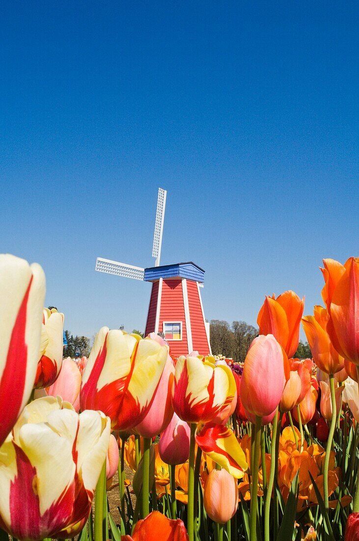 Windmill At Wooden Shoe Tulip Farm; Willamette Valley, Woodburn, Oregon, Usa