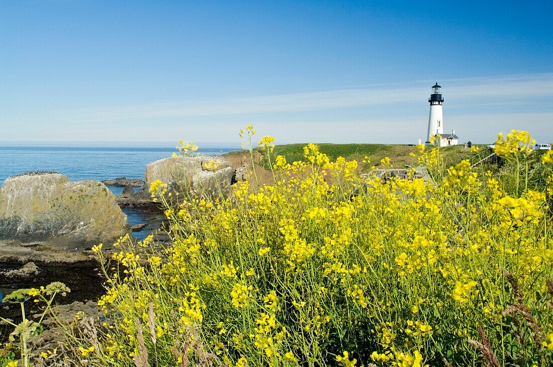 Yaquina Head-Leuchtturm; Yaquina Head-Naturschutzgebiet, Newport, Oregon, USA