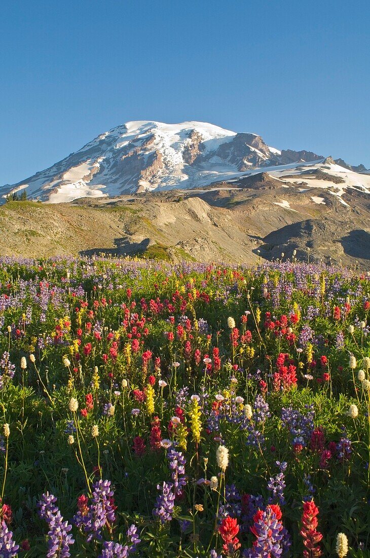 Wildblumen im Mount Rainier National Park - Washington, Mt. Rainier National Park, Washington State, Usa