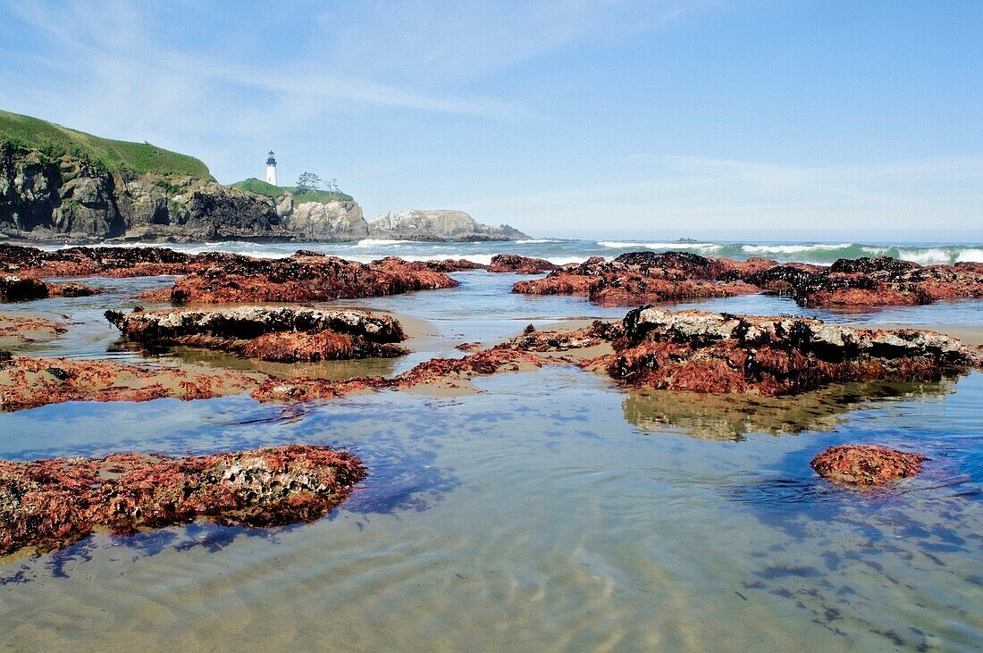 Niedrigwasser am Yaquina Head-Leuchtturm; Yaquina Head Outstanding Natural Area, Newport, Oregon, USA