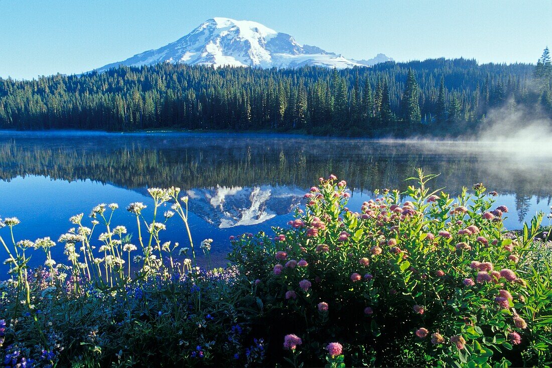 Mt. Rainier And Reflection Lake; Mt Rainier National Park, Washington State, Usa