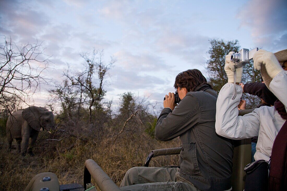 Tourists On Safari Watching African Elephant; Sabi Sand Reserve, Mpumalanga, South Africa, Africa