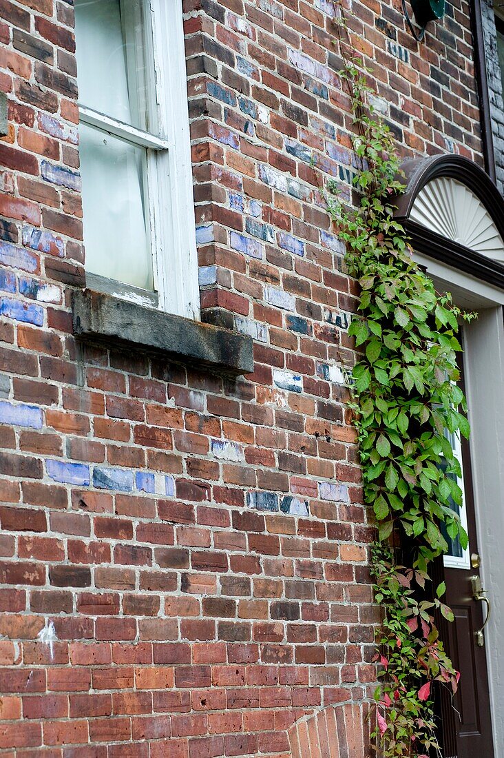 Muskokas,Ontario,Canada; Brick House Wall With Ivy Climbing Up It