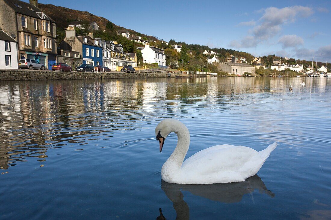 Swan And Townscape; Tarbert, Scotland, Uk