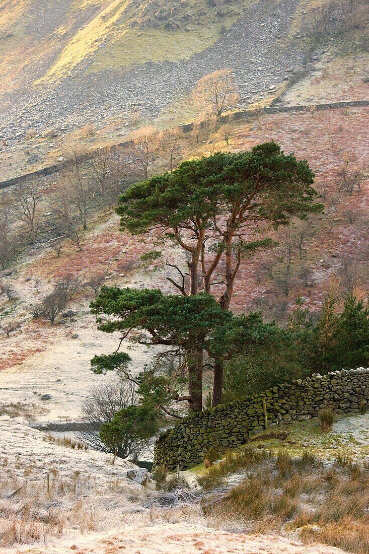 Two Coniferous Tree And Stone Wall On Hillside; Cumbria, England, Uk