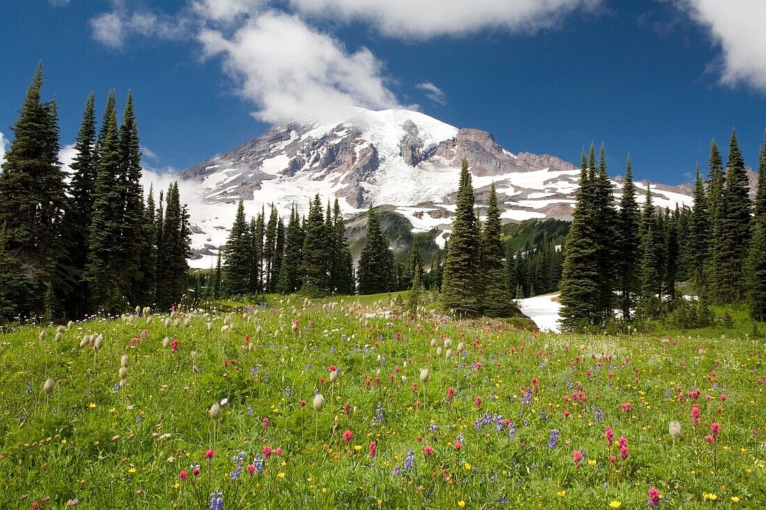 Meadow With Blooming Flowers, Mt. Rainier In Background; Mt Rainier National Park, Washington State, Usa