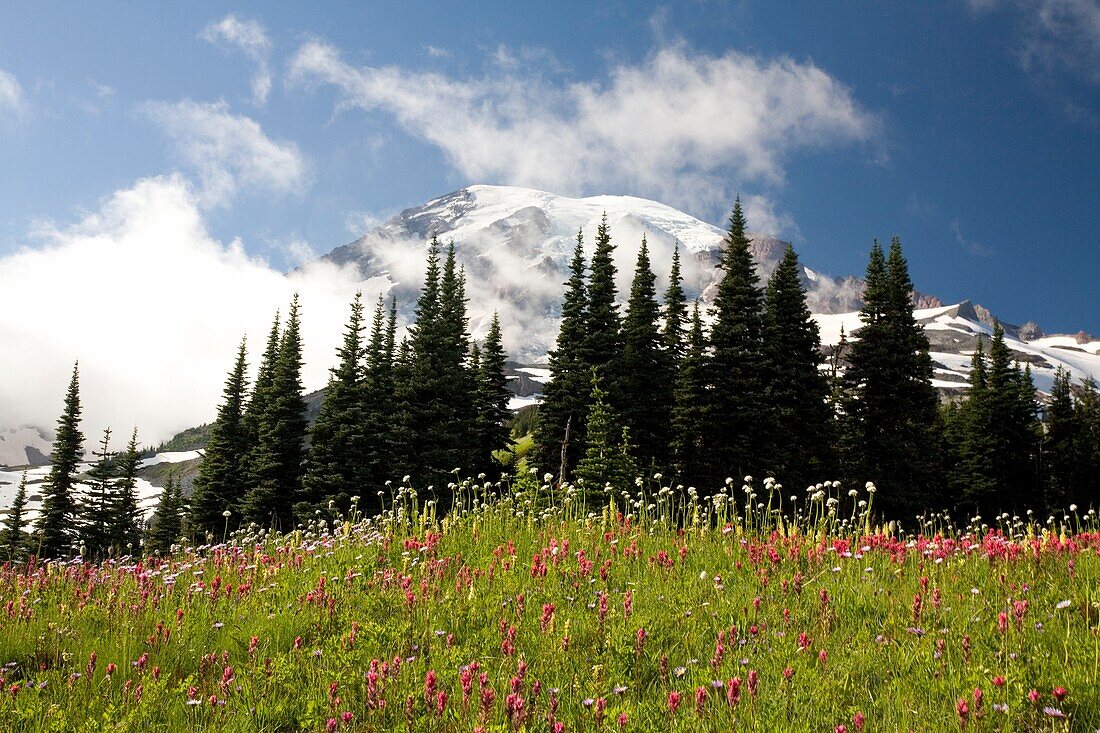 Meadow With Blooming Flowers, Mt. Rainier In Background; Mt Rainier National Park, Washington State, Usa