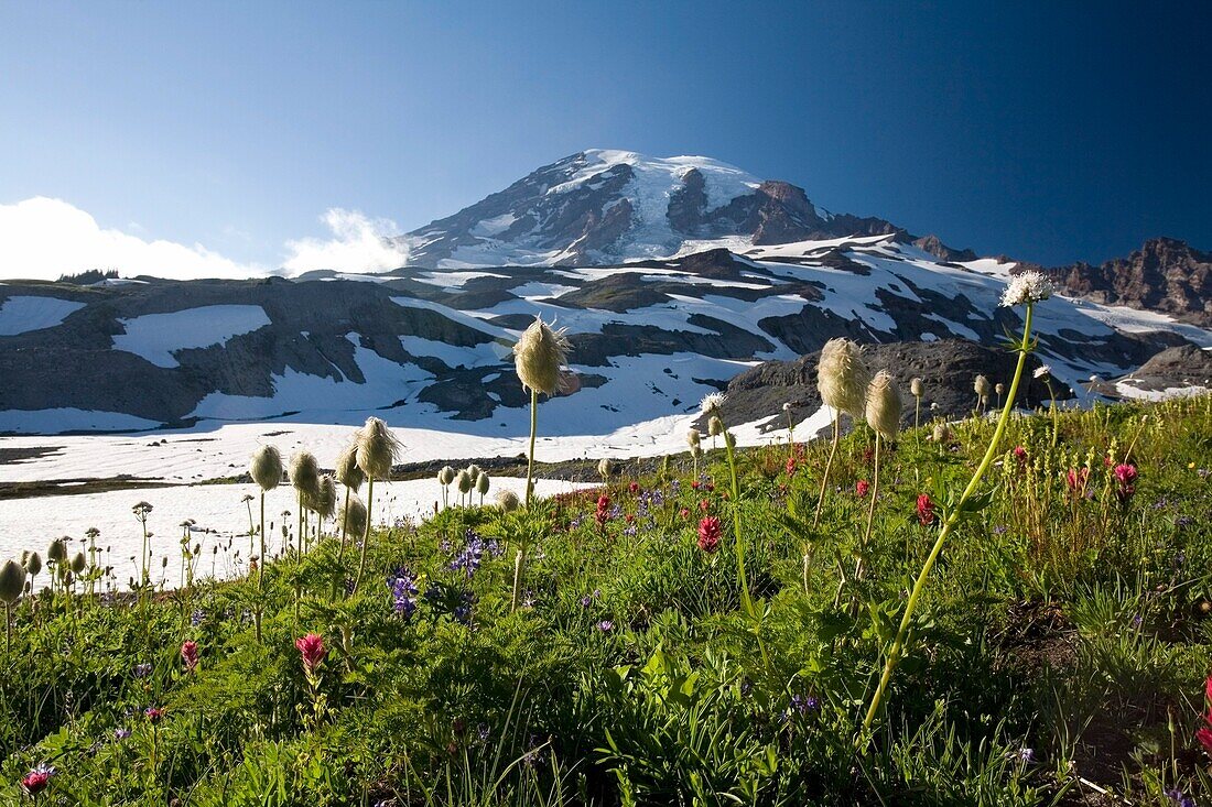 Wiese mit blühenden Blumen, Mt. Rainier im Hintergrund; Mt. Rainier National Park, Washington State, Usa