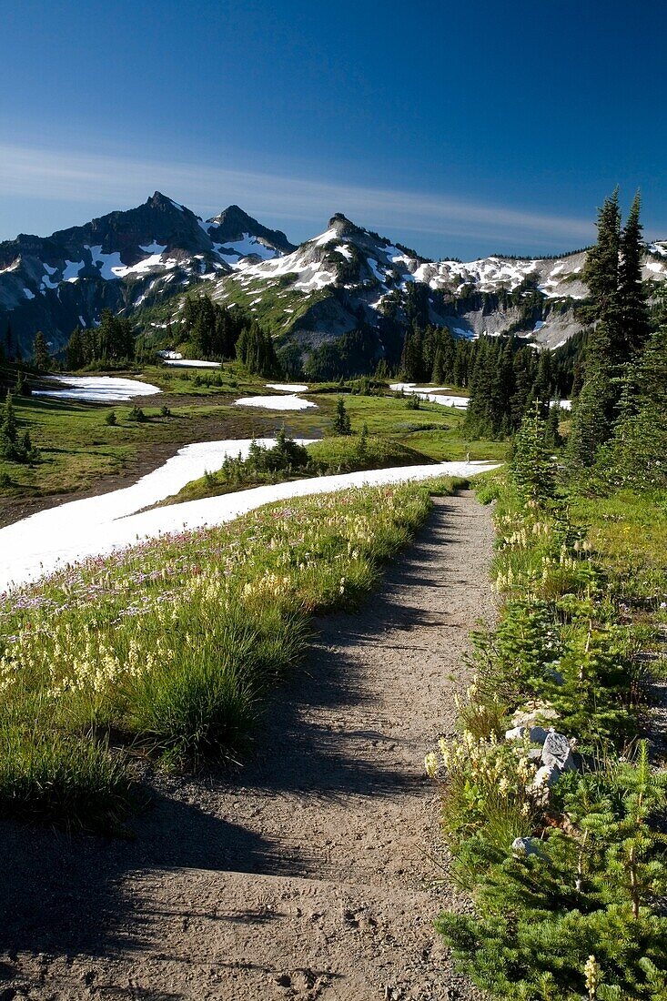 Paradise Park; Tatoosh Mountains, Mt. Rainier National Park, Washington State, USA