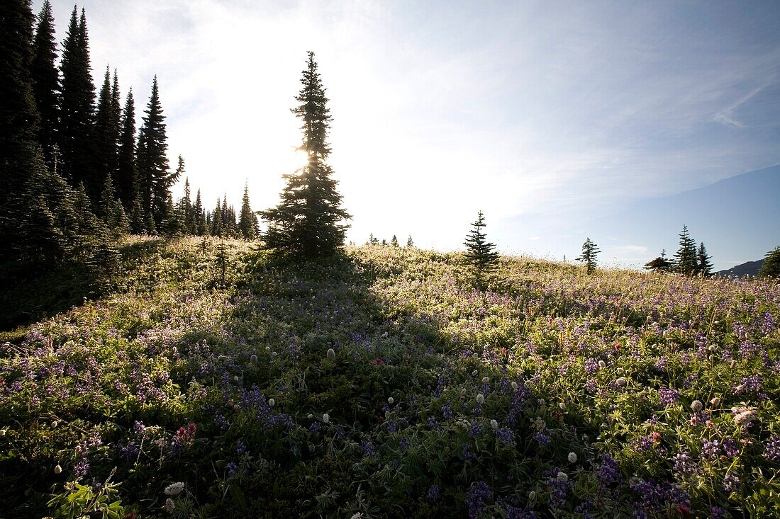 Paradise Park; Tatoosh Mountains, Mt Rainier National Park, Washington State, Usa